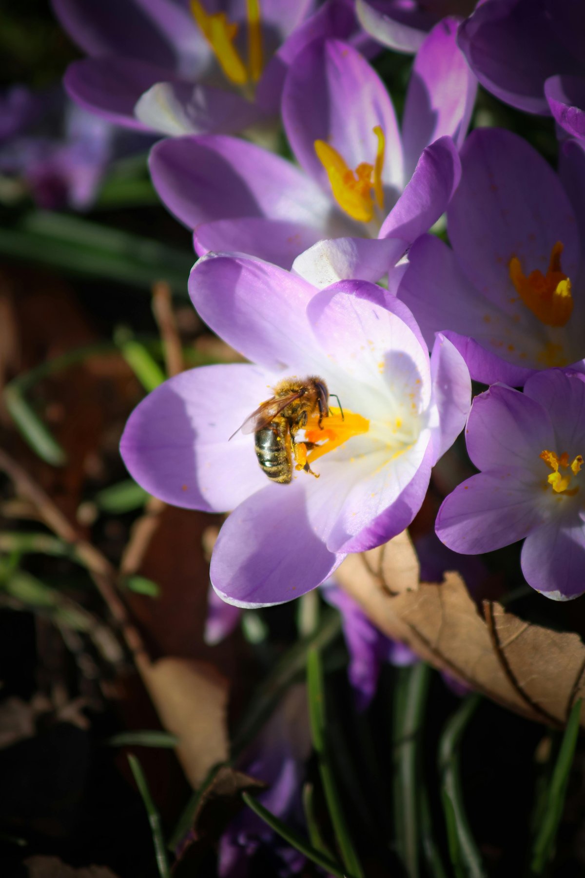 Abeilles dans une fleur de crocus