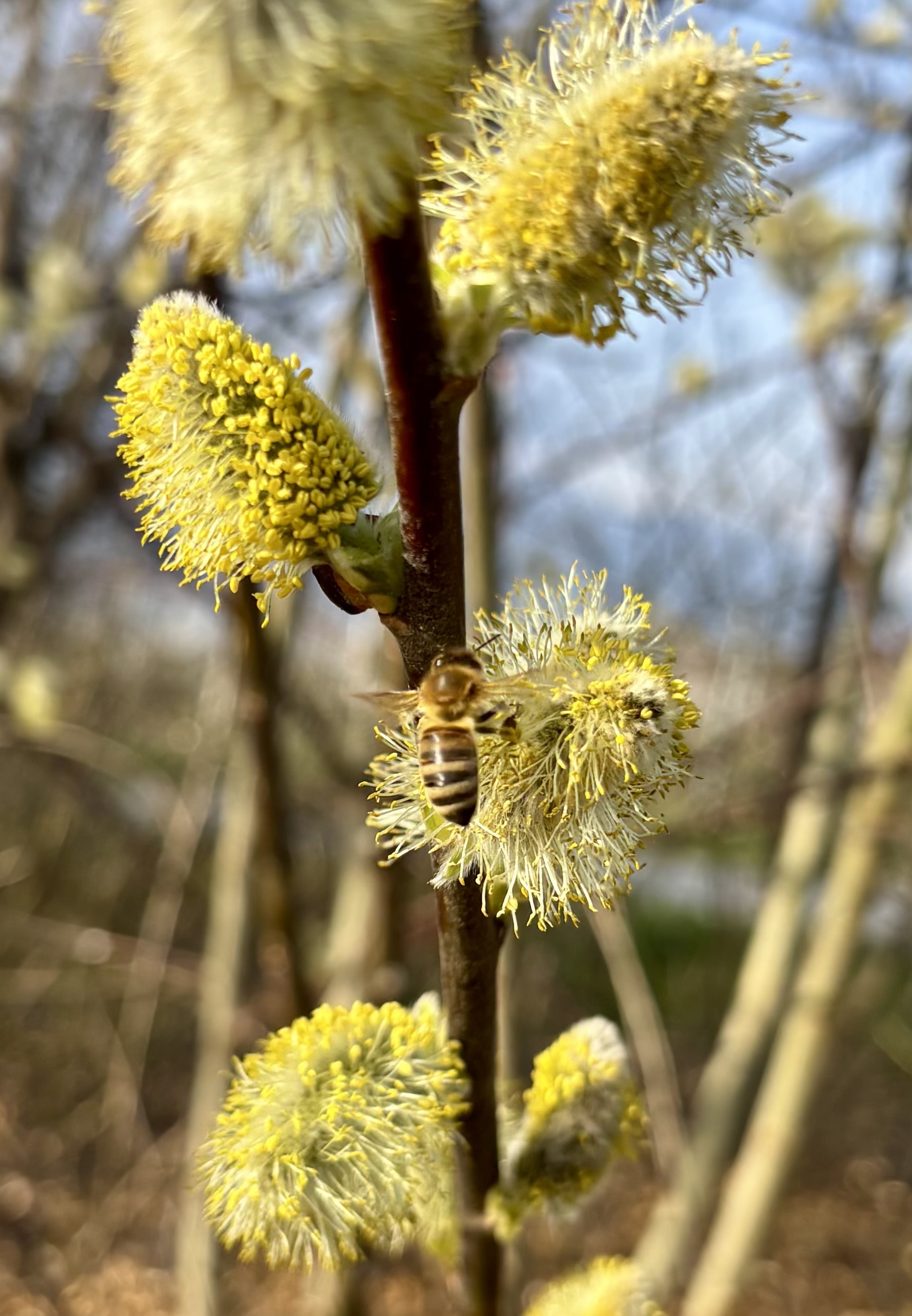 Abeilles du Rucher de Choully sur les fleurs d’un saule marsault au printemps à Satigny