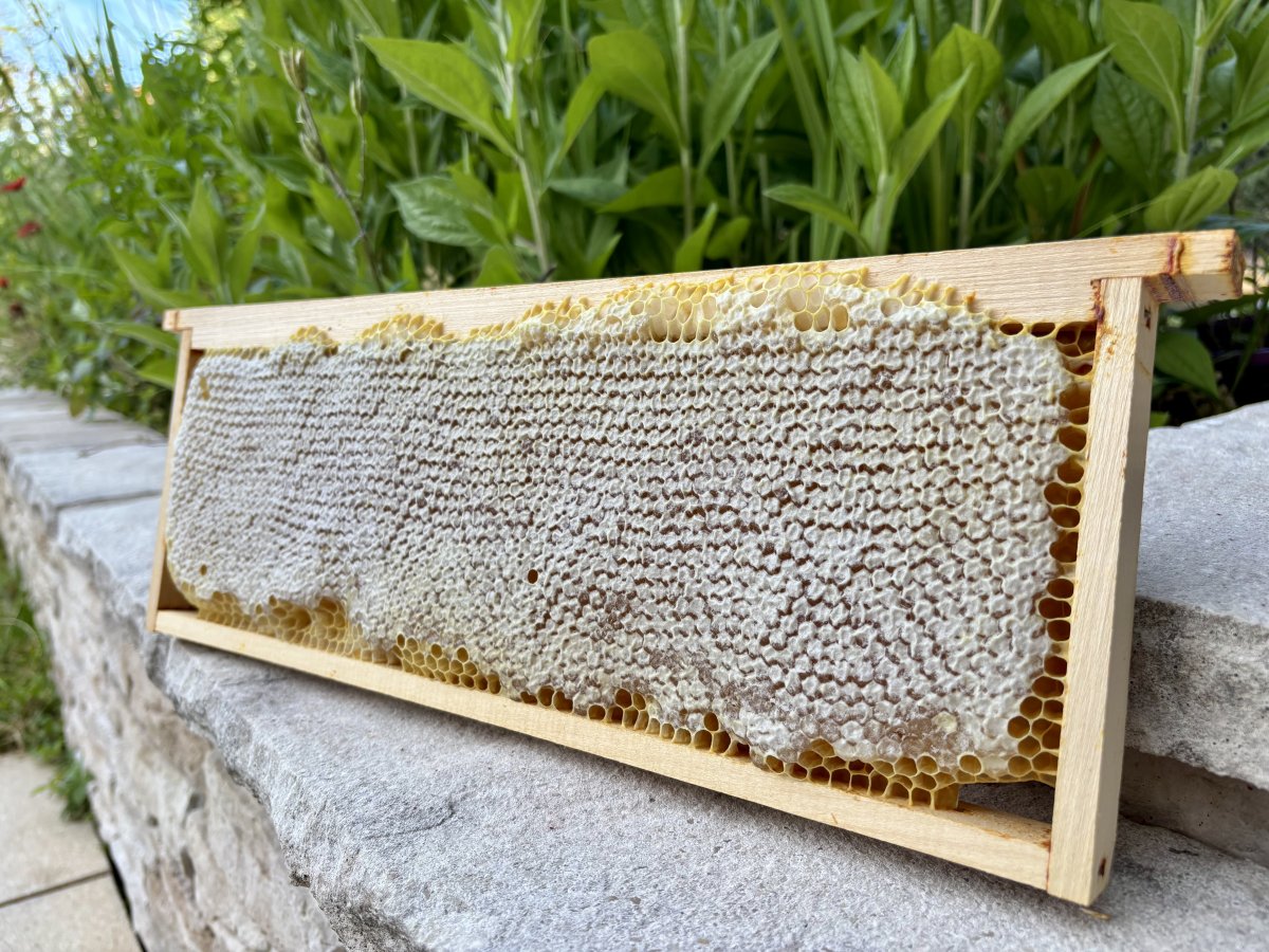Cadre de miel artisanal récolté au Rucher de Choully à Satigny Genève