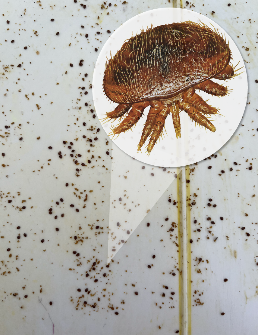 Varroa destructor visible sur le couvain d’abeilles au Rucher de Choully à Satigny, canton de Genève