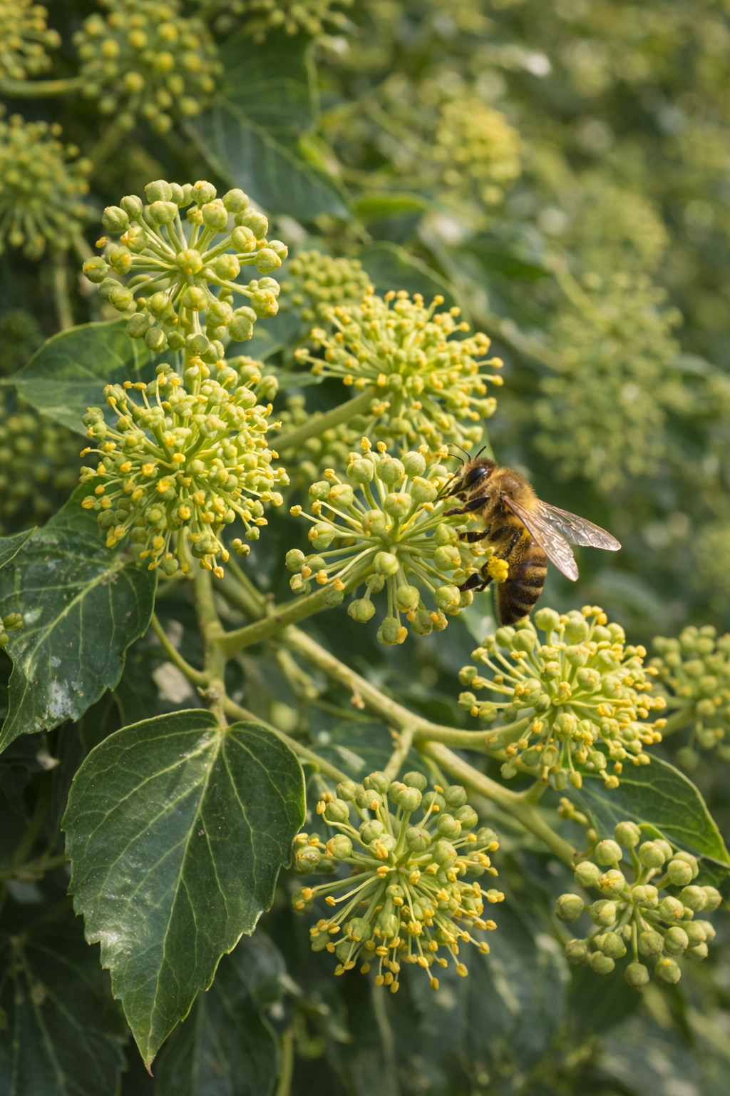 Fleurs et feuilles de lierre en automne, ressource tardive essentielle pour les abeilles