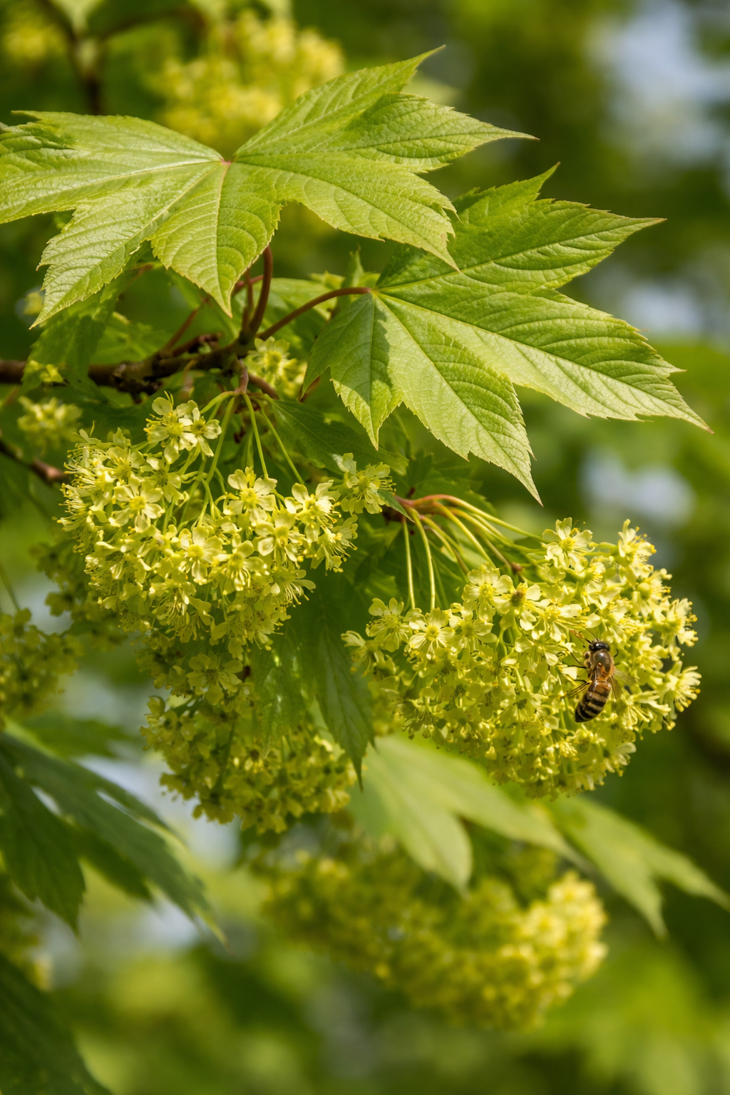 Fleurs et feuilles d’un érable sycomore, grande ressource mellifère de printemps pour les abeilles