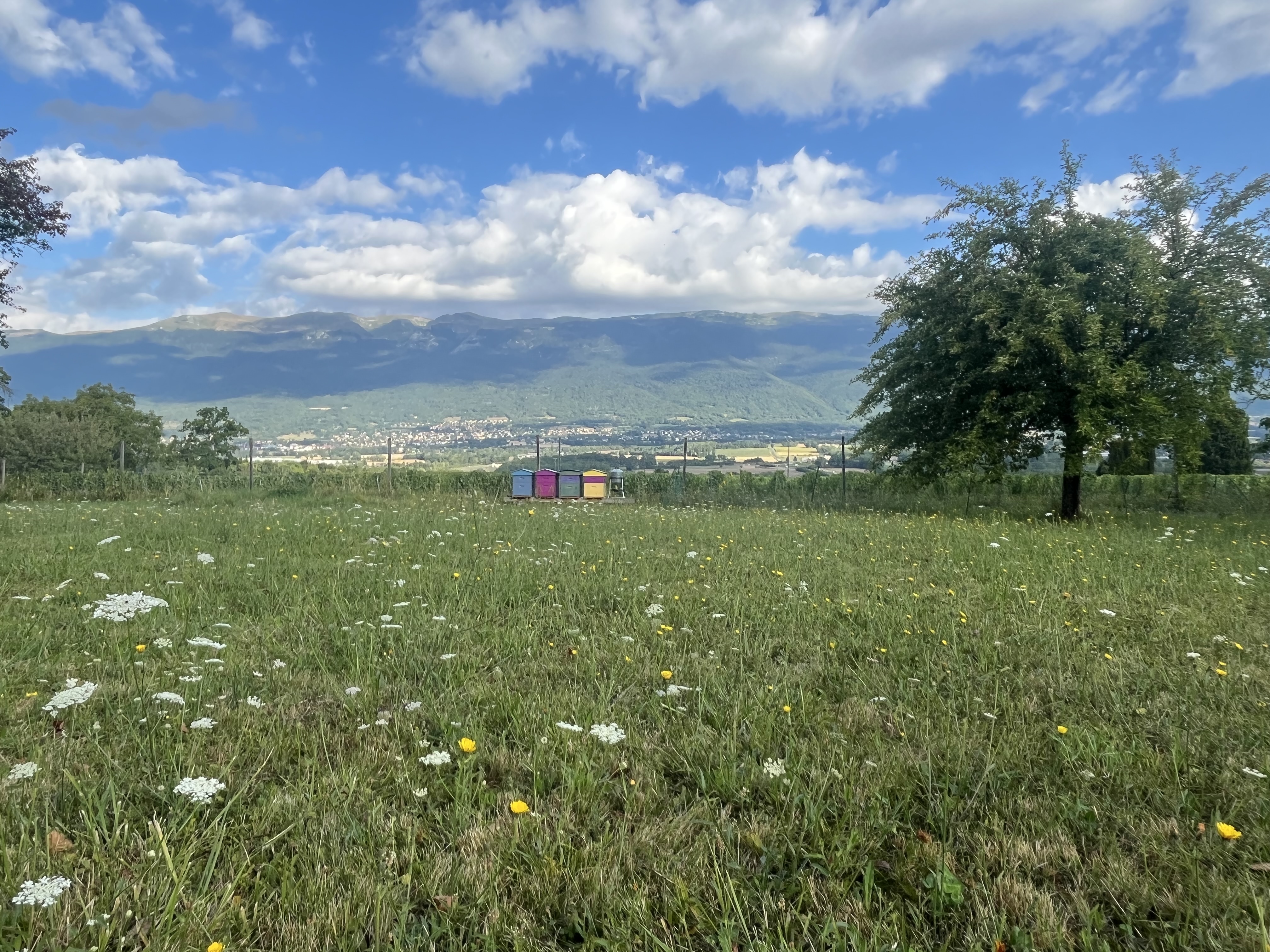 Rucher et environnement naturel à Choully à Satigny dans le canton de Genève, apiculture artisanale