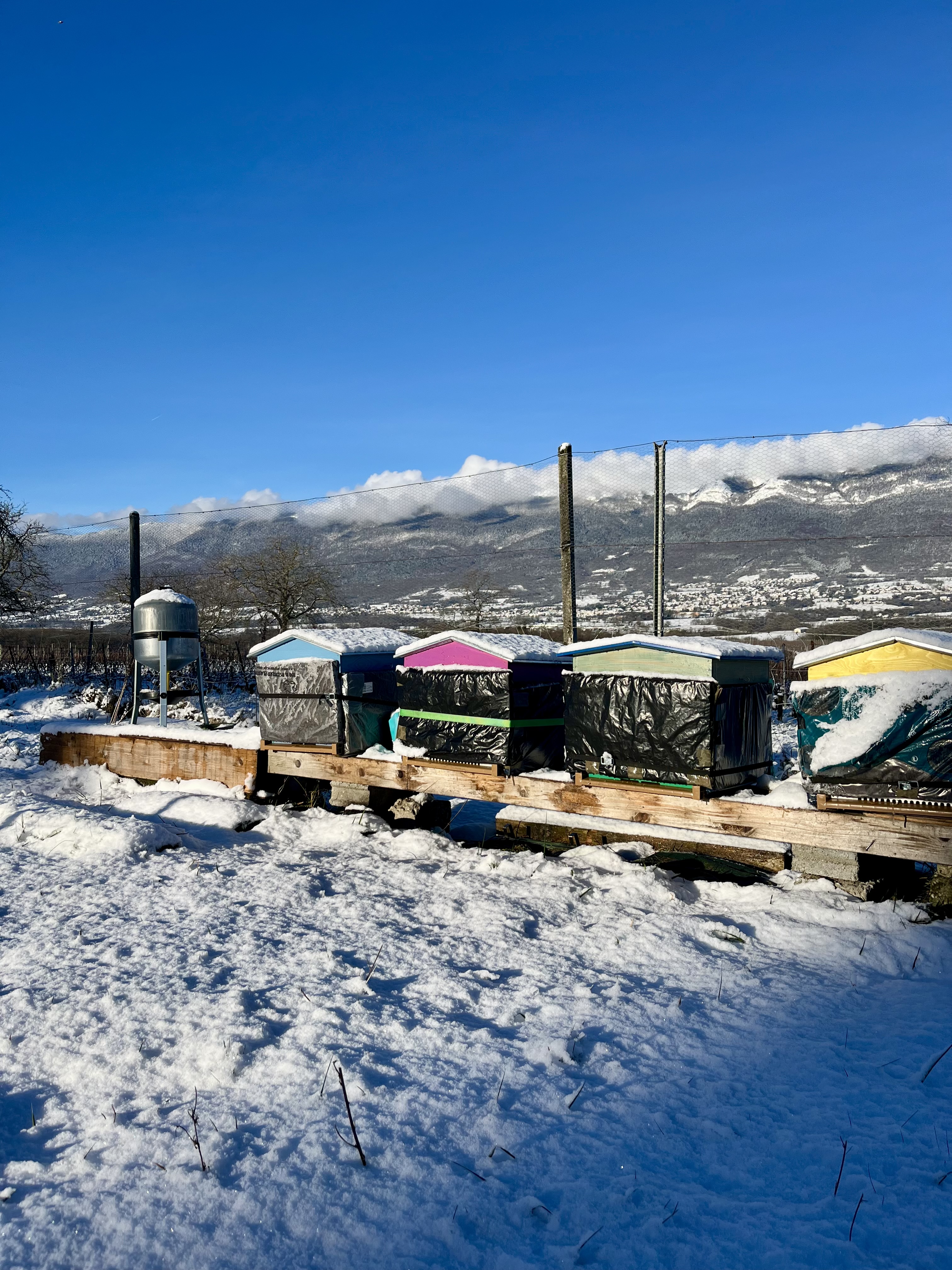 Ruches du Rucher de Choully couvertes de neige à Satigny dans le canton de Genève Ruches du Rucher de Choully couvertes de neige à Satigny dans le canton de Genève