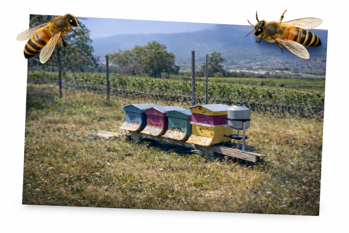 Rucher de Choully à Satigny dans le canton de Genève – apiculteur artisanal et miel local de terroir