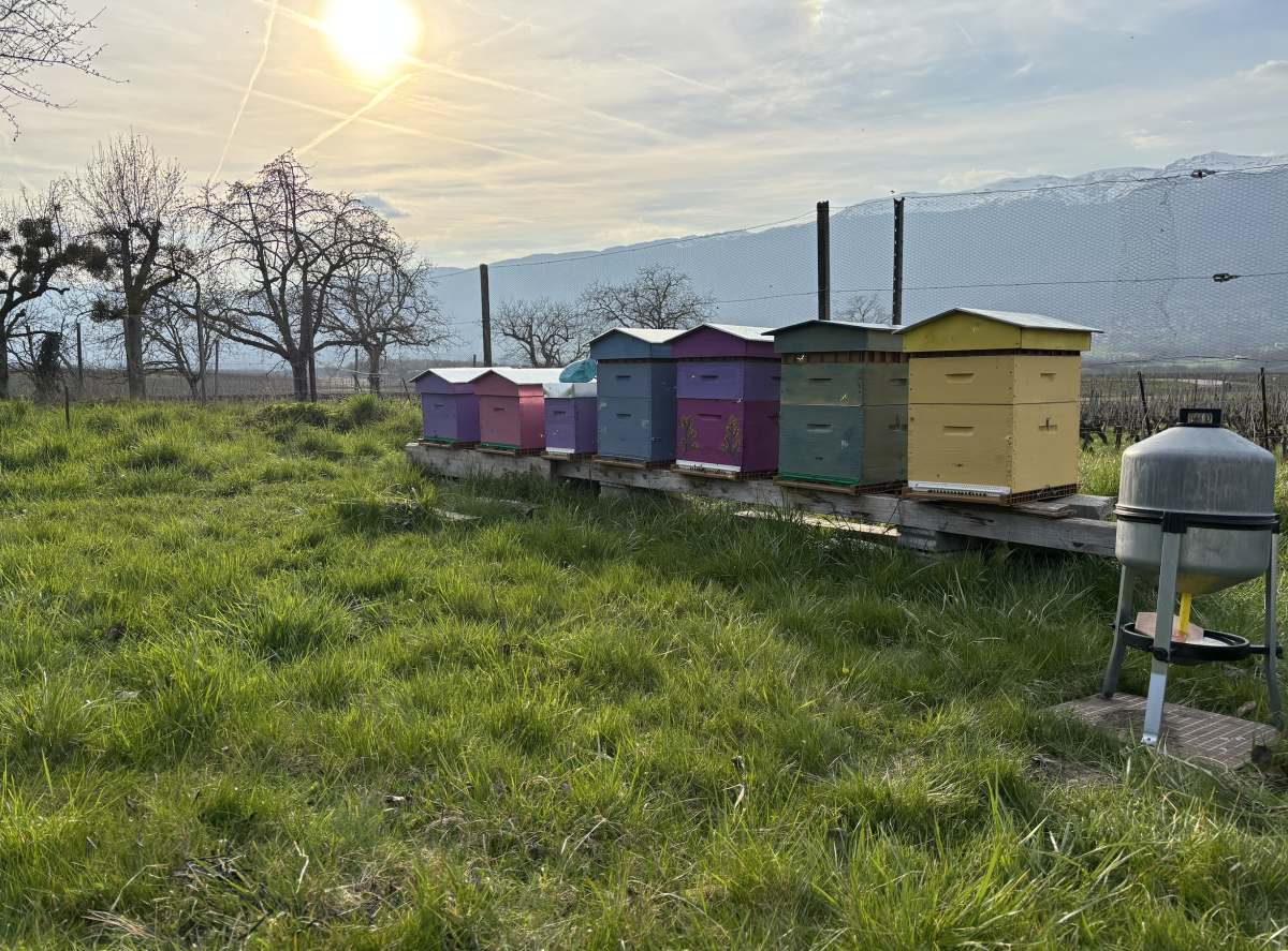 En avril au rucher de Choully