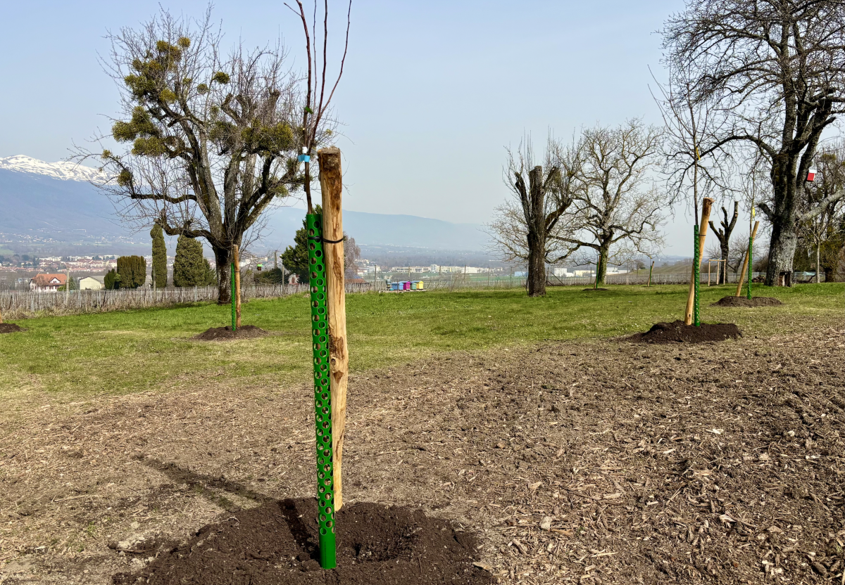 Pose de pièges sélectifs à frelon asiatique auuches du Rucher de Choully à Satigny dans le canton de Genève