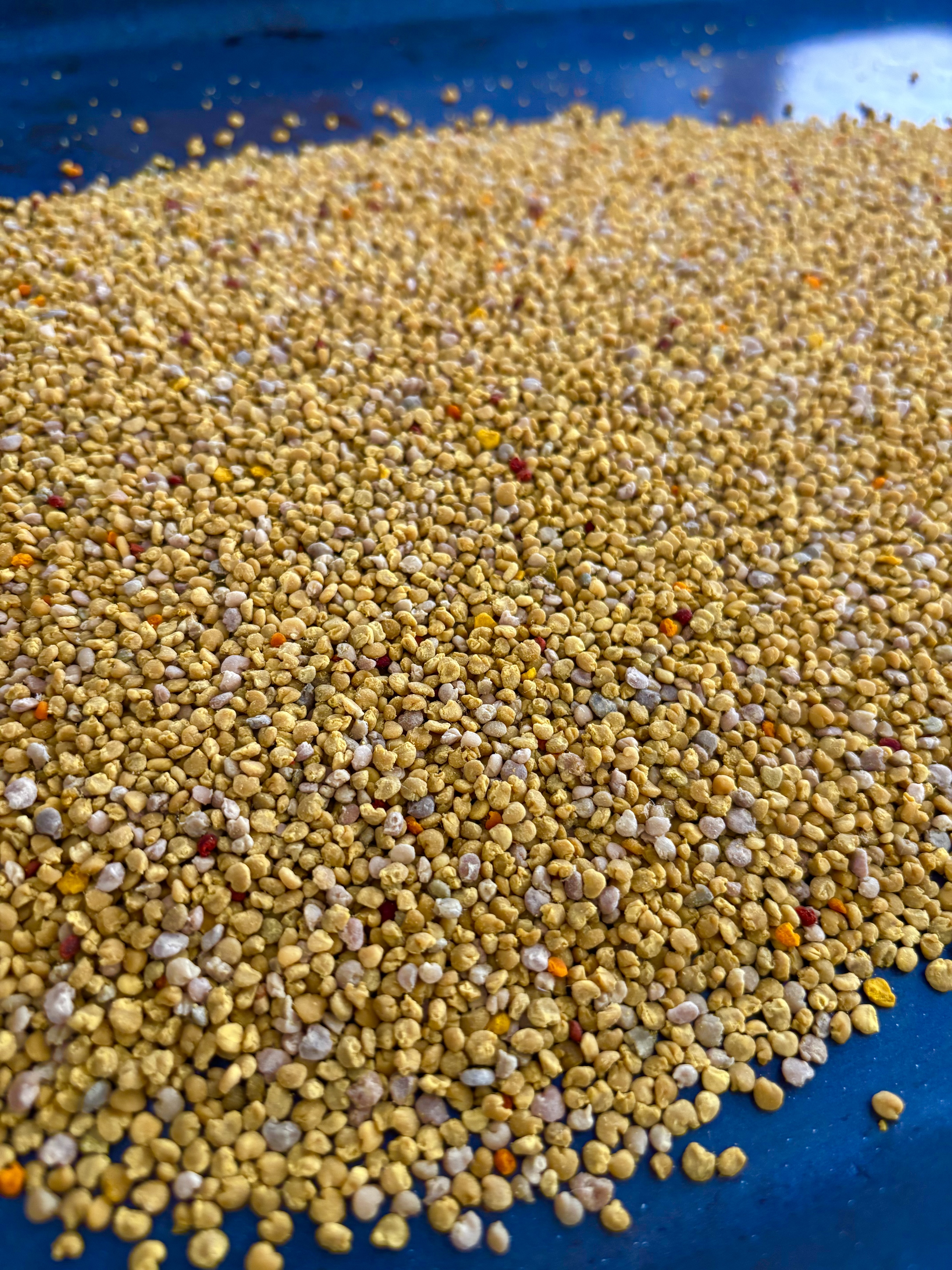 Le pollen frais du Rucher de Choully à Satigny Genève