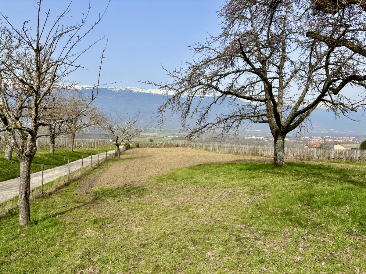 Prairie fleurie au Rucher de Choully pour les abeilles et la biodiversité à Satigny