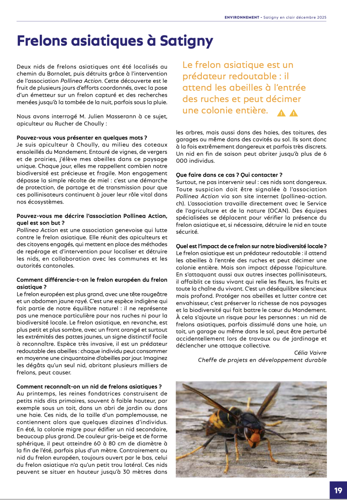 Article de Satigny en Clair sur le frelon asiatique observé à Satigny dans le canton de Genève Article de Satigny en Clair sur le frelon asiatique observé à Satigny dans le canton de Genève